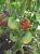Tomatoes Kombitomat Tarasenko