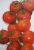 Tomatoes Saxo F1