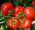 Tomatoes Shannon F1