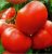 Tomatoes Shaman F1