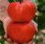 Tomatoes Malika F1