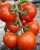 Tomatoes Belaviza F1