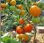 Tomatoes Persimmon