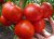 Tomatoes Bostina F1