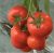 Tomatoes Ivet F1