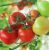 Tomatoes Clavero F1