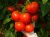 Tomatoes Minaret F1