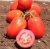 Tomatoes Prekosiks F1