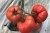 Tomatoes Fantastina F1