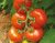 Tomatoes Emrero F1