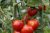 Tomatoes Early-83