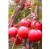 Tomatoes Marquis F1