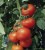 Tomatoes Haiduk F1
