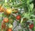 Tomatoes Hybrid number 35