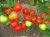 Tomatoes Captain F1