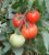 Tomatoes Yesenia F1