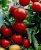 Tomatoes Aphrodite F1