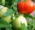 Tomatoes Baron F1