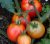 Tomatoes Arctic