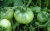 Tomatoes Chieftain