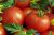 Tomatoes Bakhtemir