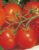 Tomatoes La Bayadere F1