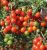 Tomatoes Baby Tom F1