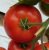 Tomatoes Bel canto F1