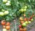 Tomatoes Berberana F1