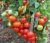 Tomatoes Bersol F1