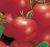 Tomatoes Bistro F1