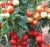 Tomatoes Rich Hata F1