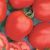 Tomatoes Rich Man F1