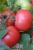 Tomatoes Boyar F1