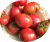 Tomatoes Great Warrior