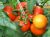 Tomatoes Verlioka plus F1