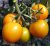 Tomatoes Golden Ozharovsky