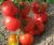 Tomatoes Ace-55