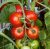Tomatoes Campbell 33
