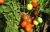 Tomatoes Posadas F1