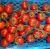 Tomatoes Hilmi F1