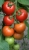 Tomatoes Beybino F1