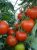 Tomatoes Tornado F1