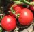 Tomatoes Tipo F1