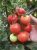 Tomatoes Maryanka F1