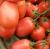 Tomatoes Semarol