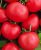 Tomatoes Proton