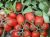Tomatoes Denard