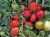 Tomatoes Tritoneks