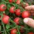 Tomatoes Rubinek